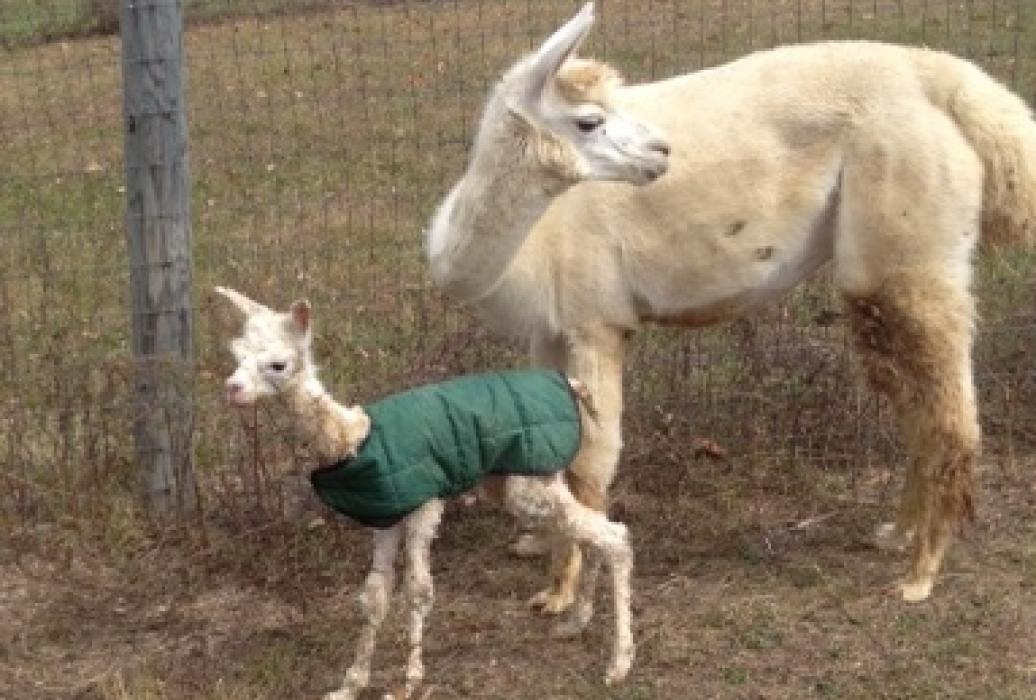 Alpaca RunIn Shed Lancaster County Barns